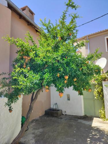 an orange tree in front of a building at ilkay's House in Mákri