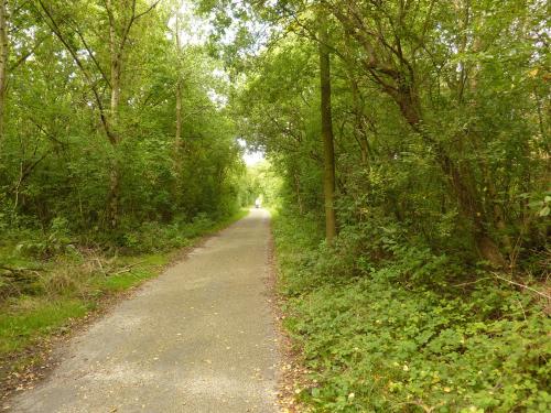 a dirt road through a forest with trees at Studio Even dur Uut in Noordgouwe