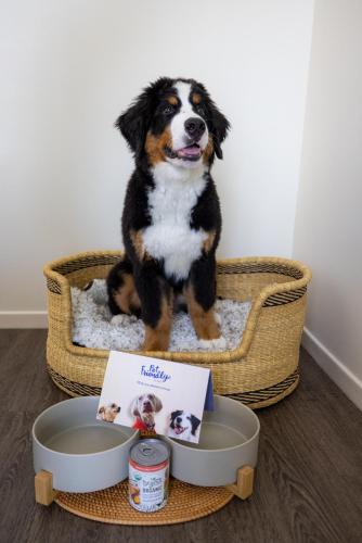 a dog sitting in a dog bed in a basket at INNSiDE by Meliá New York Nomad in New York