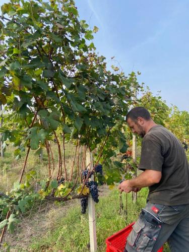 a man is standing next to a grape tree at Agriturismo L'Antico Sapore in Baraggia di Boca