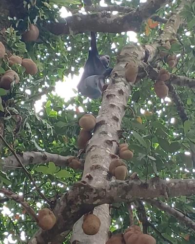 Animales en la casa de huéspedes o alrededores