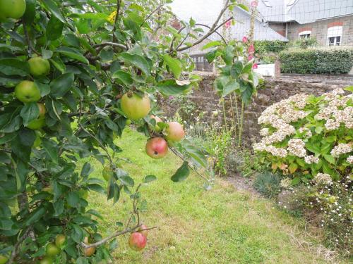 an apple tree with apples on it in a garden at Chez Pauline, Gavray. House with secure parking, Wi-Fi & garage. in Gavray