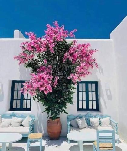 a potted tree with pink flowers in a room at Luxury Twin Villa in Mountain View Ras Elhikma in Ras Elhekma