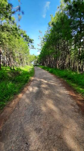 a dirt road with trees on either side at Hills Abode Shillong in Shillong