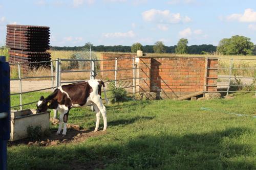 a cow standing in the grass in a field at Parkfields Barns Self Catering Accommodation in Buckingham