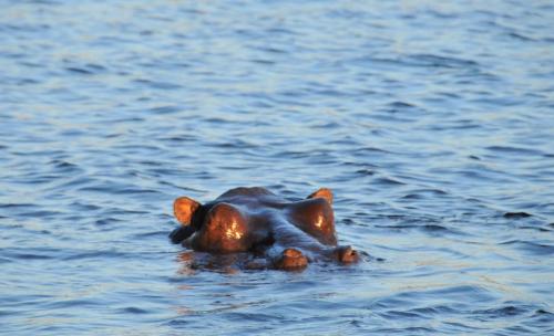 a duck swimming in a body of water at Cresta Mowana Safari Resort & Spa in Kasane