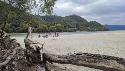 a tree branch on a beach with people in the background at Kisoroszi Szigetcsúcs Lakókocsi-Vissza a természetbe a Duna parton in Kisoroszi