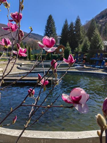 a bunch of pink flowers in front of a pond at Pensiunea Pastravaria Vistisoara in Vistisoara