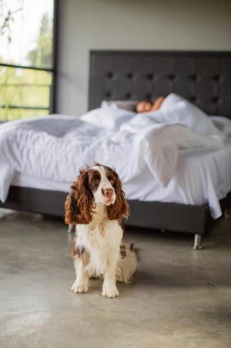 a brown and white dog sitting in front of a bed at Eco Lodge Glamping in Guatapé