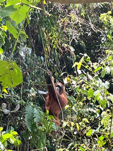 a small monkey is sitting in a tree at Brown Bamboo Guest house & jungle trekking orang-utan in Bukit Lawang