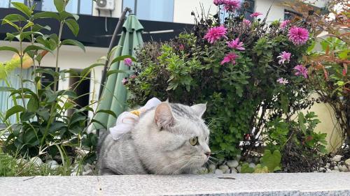 a gray cat sitting in front of flowers at Jinyang Xinyi Hotel - Tianfu International Airport in Jianyang