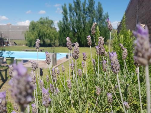 a garden with purple flowers in front of a pool at Loft en casa particular in General Acha