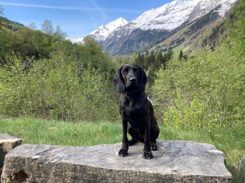 a black dog sitting on top of a rock at Haus Standlgut Rauris -- incl Sommercard in Rauris