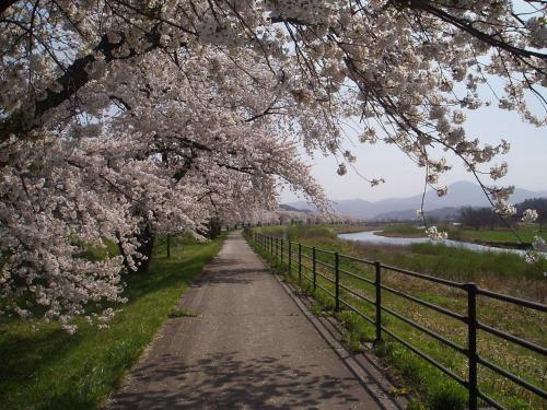a tree with white flowers hanging over a dirt road at Aeria Tohno - Vacation STAY 62231v in Tōno