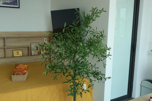 a green plant in a room with a bed at The Grand Diamond C Hotel in Trung Ðồng