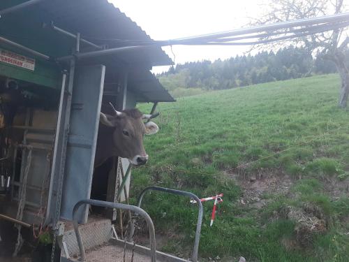 Fotografie z fotogalerie ubytování Ferienwohnung am Belchen v destinaci Böllen
