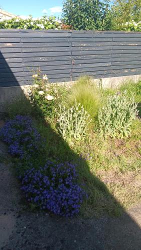 un jardin avec des fleurs bleues à côté d'une clôture dans l'établissement Charmante maison, à Sainte-Blandine