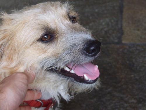 a person is petting a white dog with its tongue at Agriturismo Cà Del Lago in Gravedona