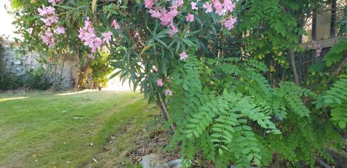 un arbre avec des fleurs roses dans une cour dans l'établissement LA PETITE BICOQUE au fond du jardin, à Quillan