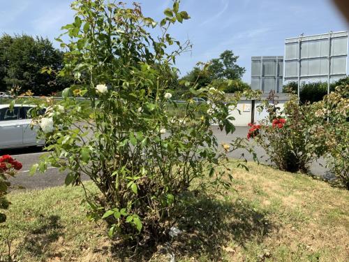 a bush with white flowers in a yard at Premiere Classe Vannes in Vannes