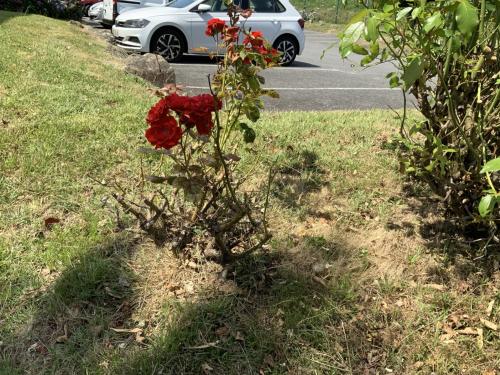 a red rose in the grass next to a street at Premiere Classe Vannes in Vannes