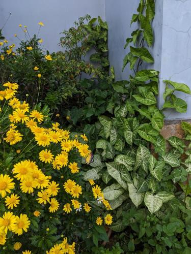 a bunch of yellow flowers next to a wall at Ivy Coffee Farm - Garden House in Ðưc Trọng