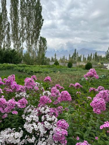 Ein Garten an der Unterkunft Raku