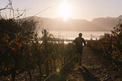 a man walking through a vineyard at sunset at Under Oaks Guesthouse in Paarl