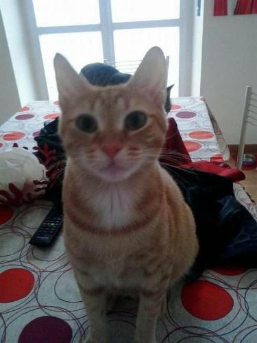 an orange cat sitting on a bed at All ombra del carrubo in Ottava Sassari