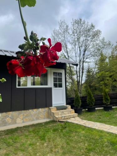 a house with a window with red roses on it at Planinska kuca ANDJELA 1 in Mitrovac