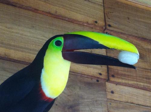 a bird with a colorful beak on a wall at Mar Verde Lodge in Puerto Viejo