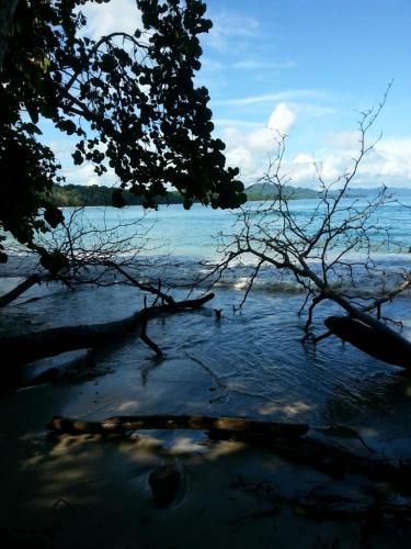 a view of a body of water with a tree at Mar Verde Lodge in Puerto Viejo