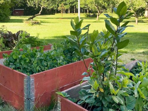two red containers filled with plants in a garden at 6 person holiday home in Brålanda-By Traum in Brålanda