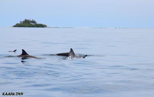 a group of dolphins swimming in the water at Kaafu Inn Guraidhoo in Guraidhoo