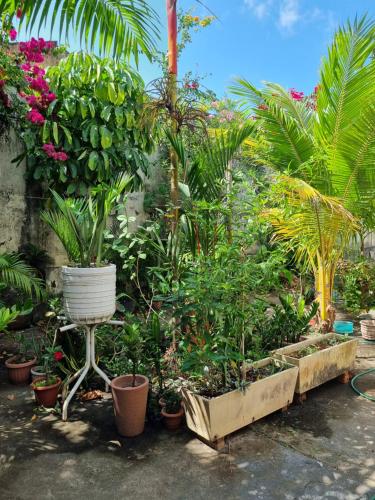 a garden with many plants and flowers in a yard at Suíte Cama Queen perto Centro Histórico e Praias in São Luís