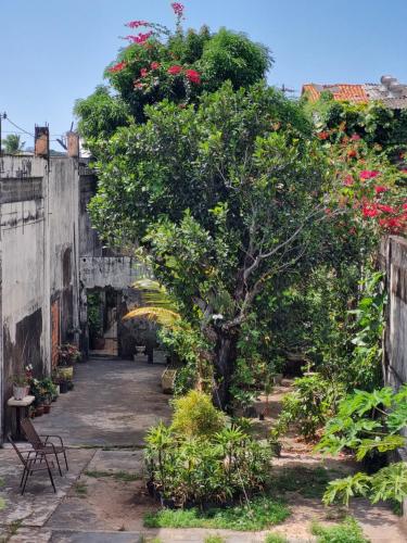a tree in the middle of a garden at Suíte Cama Queen perto Centro Histórico e Praias in São Luís