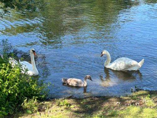 Altri animali domestici presso il bed & breakfast o nei dintorni