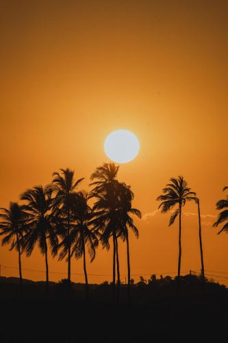 a group of palm trees in front of a sunset at Vila Ronquinha - Arpoador in Tutóia