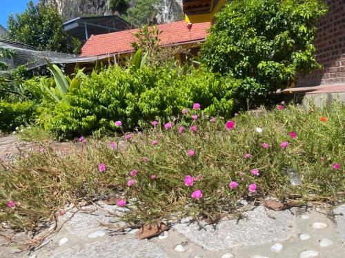 a bunch of pink flowers in a garden at Tam coc happy homestay in Ninh Binh