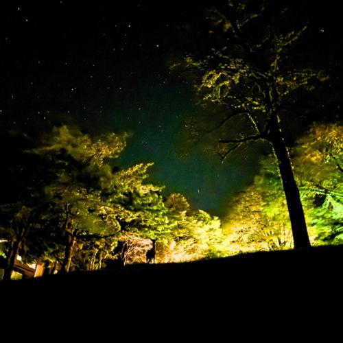 a group of trees at night with green lights at 貸別荘モザンピーク 完全貸切ログハウス in Kirishima