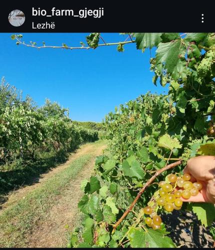 a person holding a bunch of grapes in a field at Guesthouse Gjegji in Tale