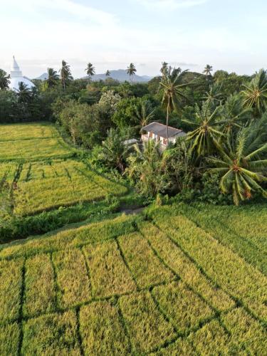 a farm in the middle of a rice field at Viveka Inn Guest and Yala Safari in Tissamaharama
