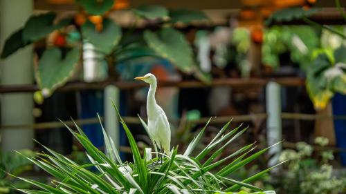 a white bird sitting on top of a green plant at Daluyon Beach and Mountain Resort in Sabang