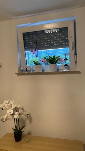 Φωτογραφία από το άλμπουμ του Camy σε Kippenheim