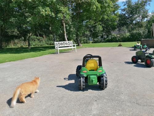 a cat standing next to a toy car in a parking lot at Aagaarden in Billund