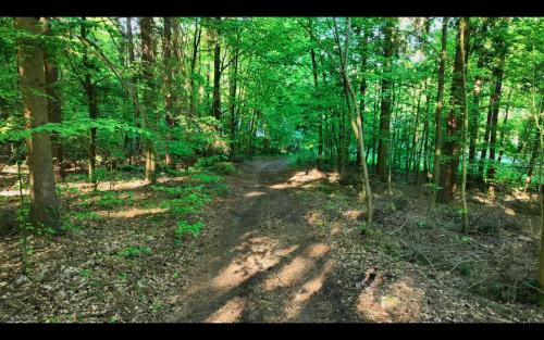 a dirt trail in a forest with trees at Domki na skraju lasu in Jasień