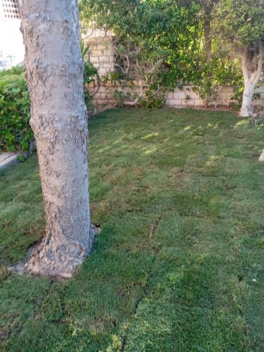 a tree sitting in the grass next to a yard at فيلا في قريه الصحفيين in El Alamein