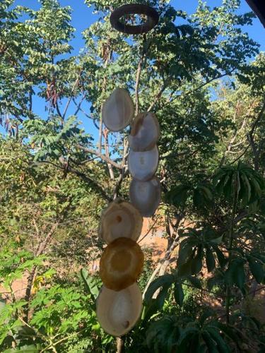 a bunch of coconuts hanging from a tree at ECOS GAIA Casa Céu in Cavalcante
