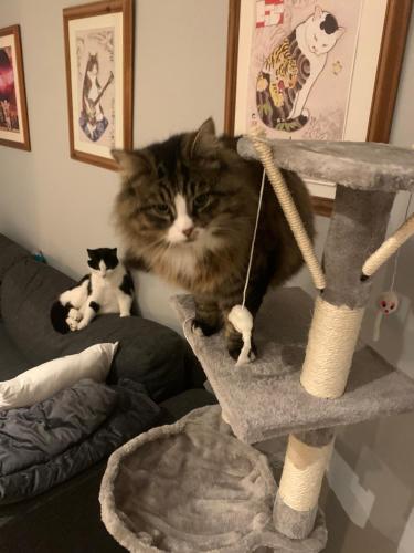 宿泊客と一緒にwake up with 2 cats on your faceに滞在中のペット