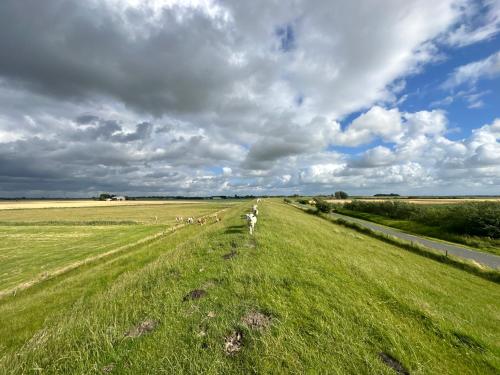 a group of animals walking in the middle of a field at Ferienhof HaaBo in Büttlerdeich